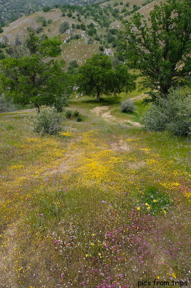 wildflowers along the trail2010d11c054.jpg